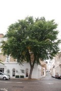 elm.lon.jpg