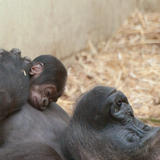 gorilla-4612-web-8616.jpg