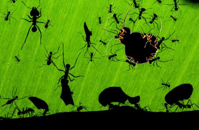 A marvel of ants. Â© Bence MÃ¡tÃ© / Veolia Environnement Wildlife Photographer of the Year 2010.