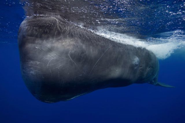 Giant encounter. Â© Tony Wu / Veolia Environnement Wildlife Photographer of the Year 2010.