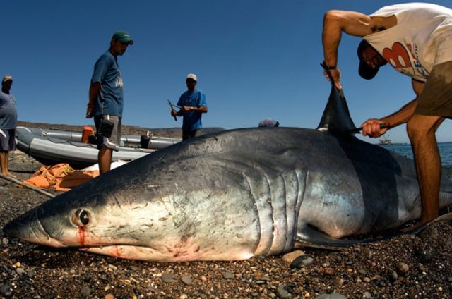 Tears of blood. Â© Brian Skerry / Veolia Environnement Wildlife Photographer of the Year 2010.