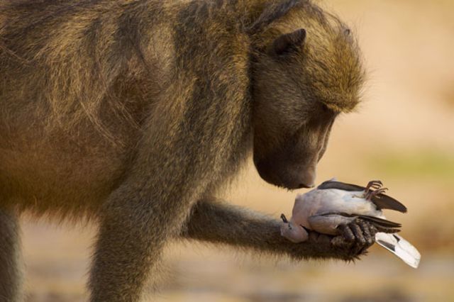 The thoughtful baboon. Â© Adrian Bailey / Veolia Environnement Wildlife Photographer of the Year 2010.