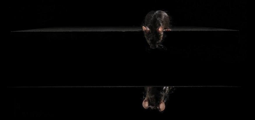 daren-harvey-regan-elsewhere-mouse.jpg