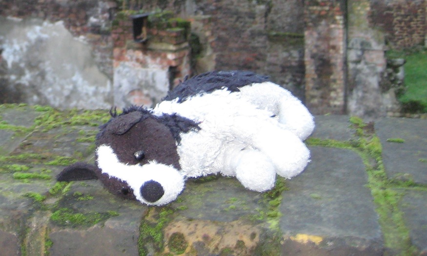 abandoned-doggie-sleeps-closeup.jpg