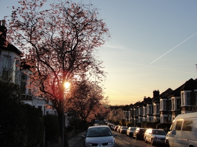 Blossom trees lining Mount Pleasant, in Lewisham / Rachel H