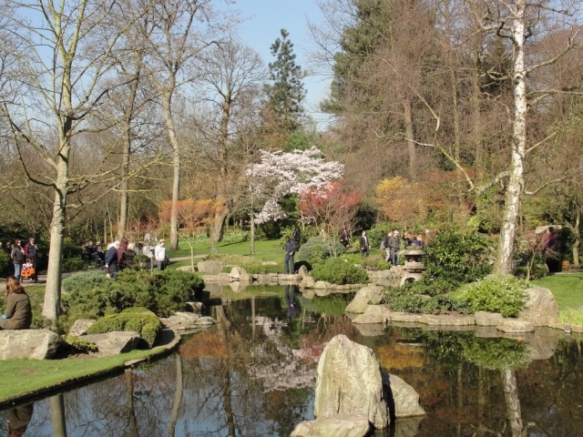 A cherry blossom tree centre stage in the Kyoto Garden, Holland Park / Rachel H