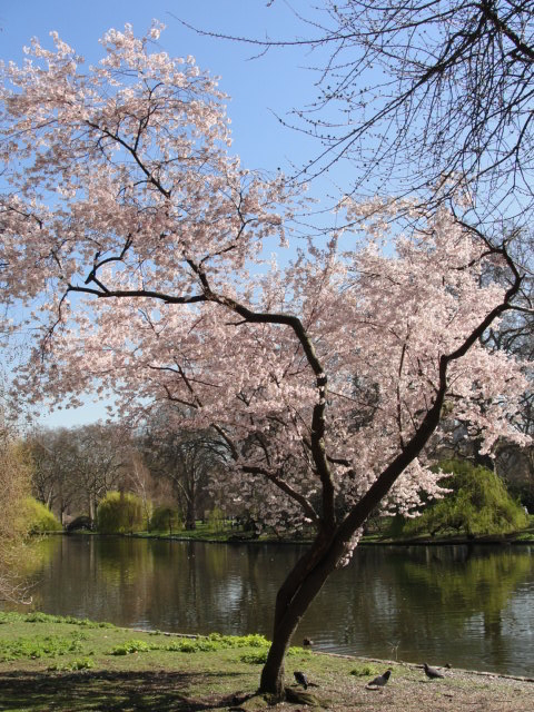 Snowy white in St James's Park / Rachel H