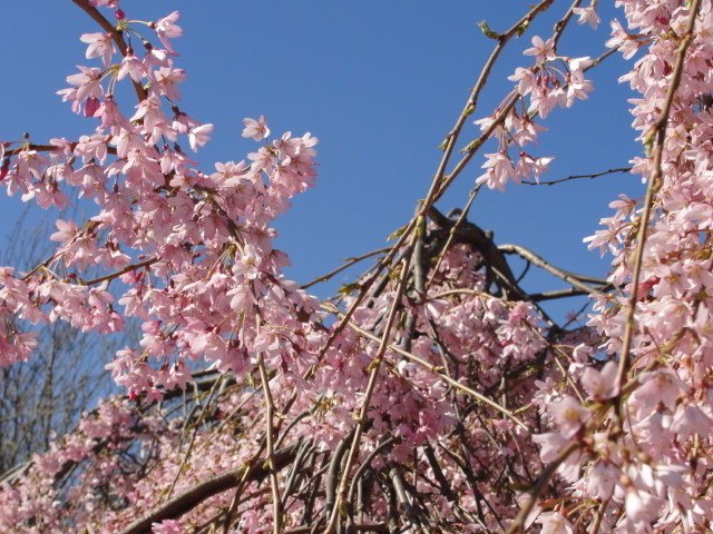 Blue sky, pink blossom in St James's Park / Rachel H