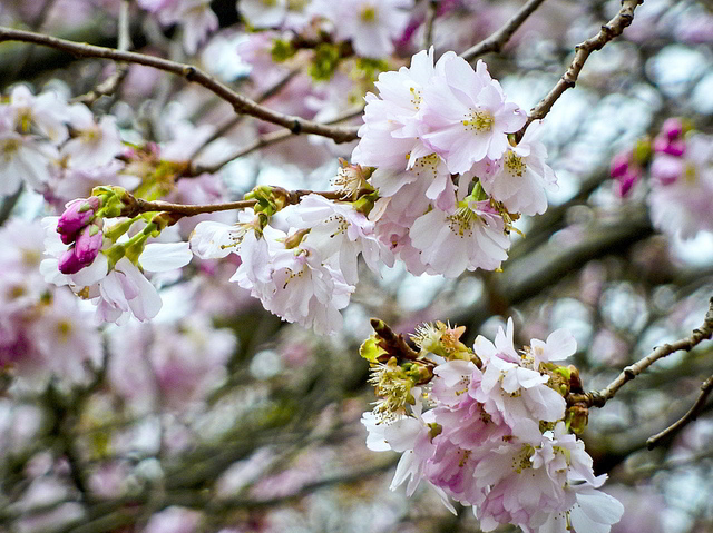 Blossom close up in Ravenscourt Park / Carole-*