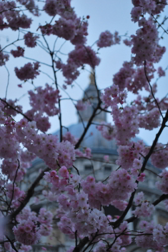 St Paul's peeping out behind blossom / Pazdesigns