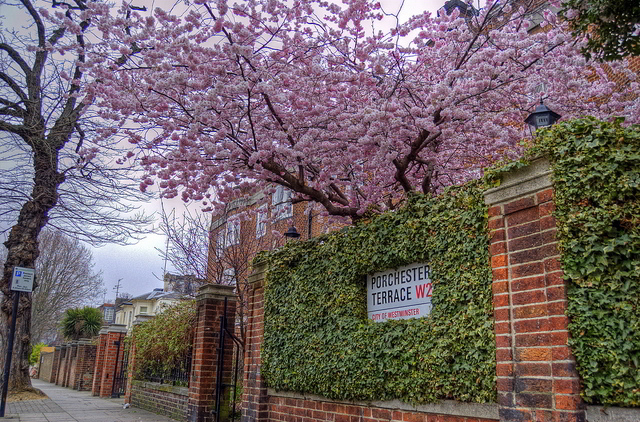 A tree in Porchester Terrace / yorkshire stacked