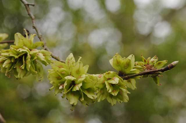 Elm seeds from FC Picture Library by Isobel Cameron