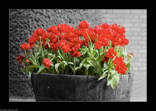 Barbican tulips by tommyajohanason