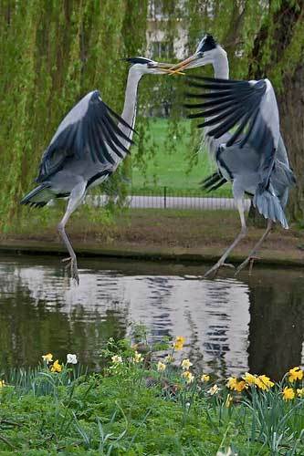 Herons fighting in Regent's Park by sjnewton