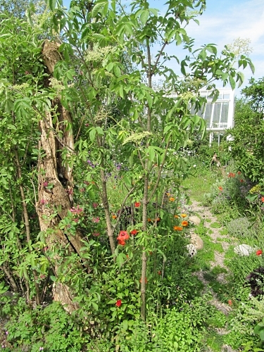 The wilderness of the 'SKYshades Garden'