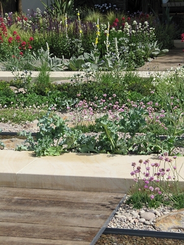 Cabbages in the Cancer Research Garden