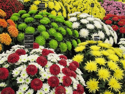 Chrysanthenum headache in the Pavillion