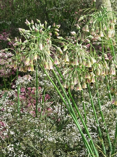 Dusty bronze shades in the Laurent Perrier Garden