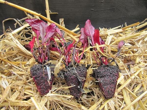 Baby beets