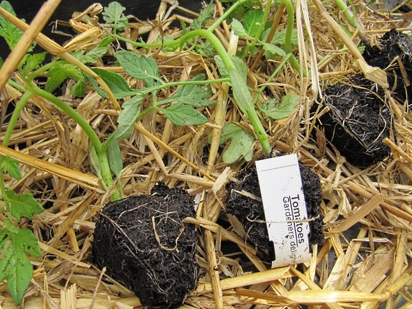 Baby tomato plants