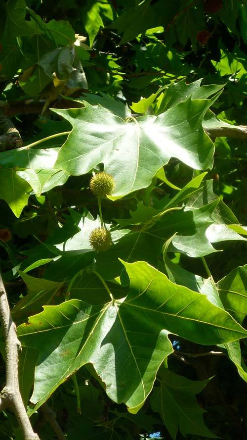 Plane Tree leaves and fruit