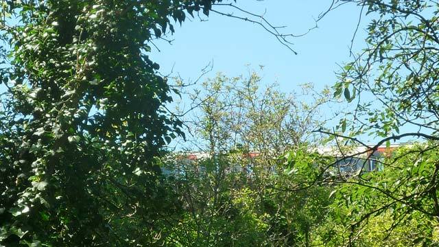 Spot the tube train through the trees