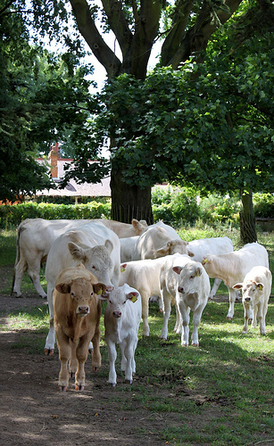 Charolais Cows &amp; Calves: Osterley Park Farm by curry15