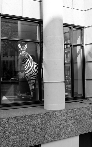 Office zebra by blogan1981