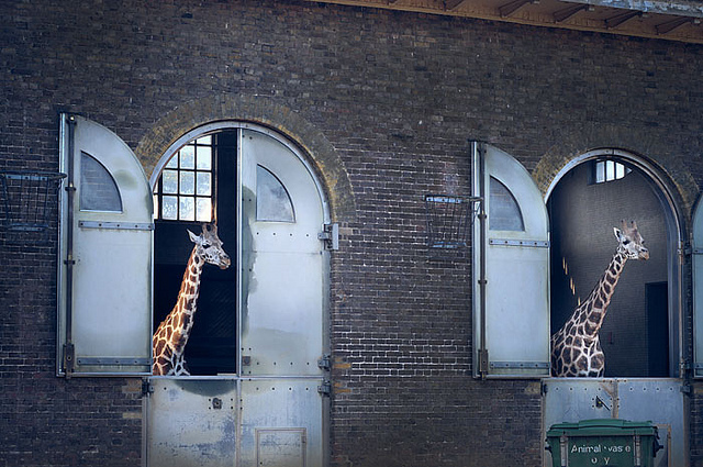 London Zoo giraffes by Belkus