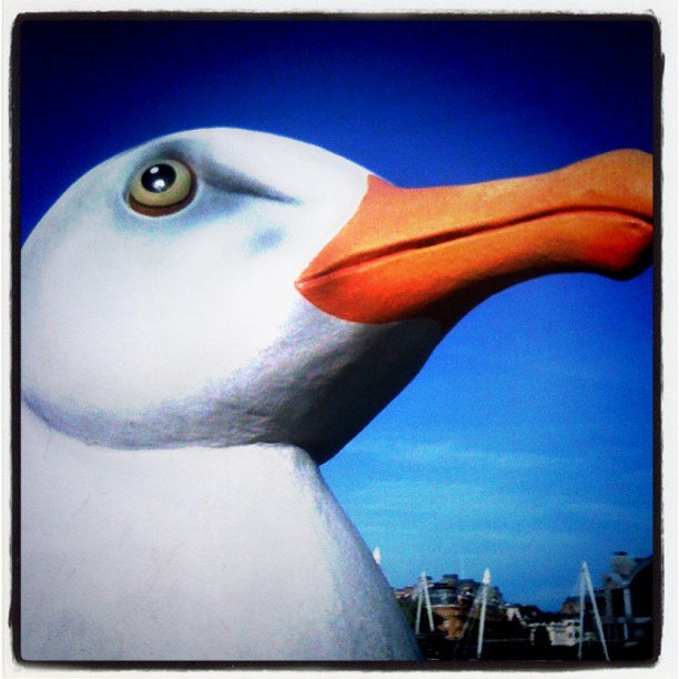 Southbank big gull by stuart.noble