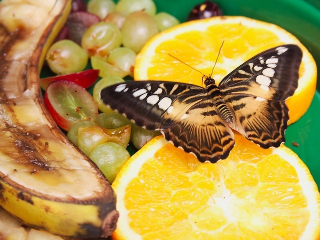 Butterfly by Mia