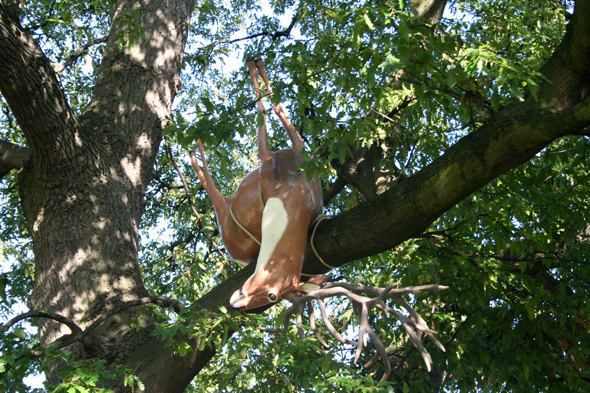 Decoy for Andian Condor by Claudia Fontes (image by visionet under creative commons)