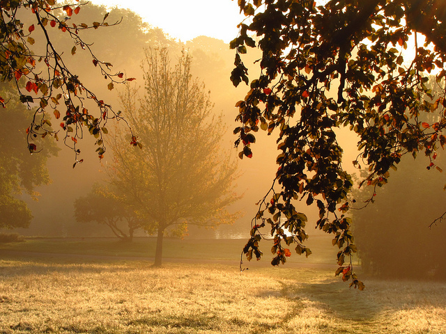 A misty morning on Hampstead Heath, by Laura Nolte