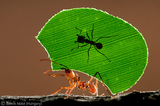 Ant rickshaw.