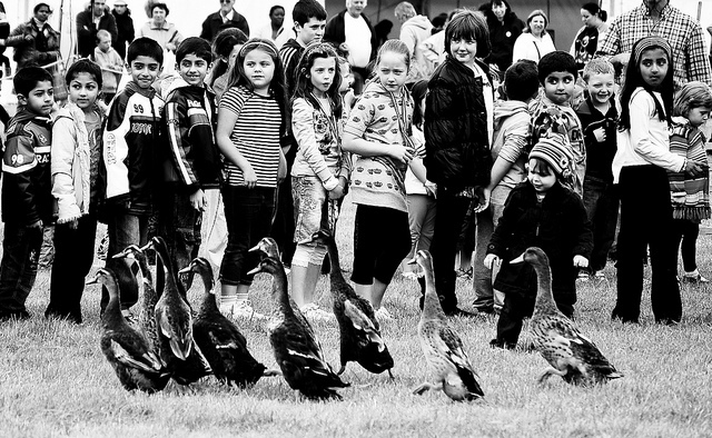 Children to the right, ducks to the left by David Merrigan