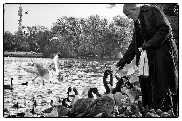 Feed the birds by Jon Game