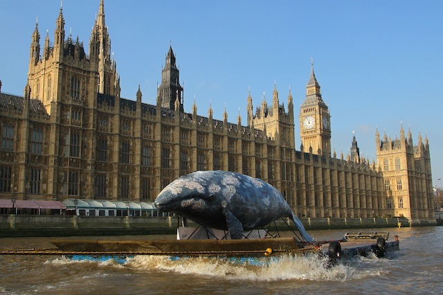 A life size western gray whale replica floats past the Houses of Parliament in central London as WWF highlights the plight of the  last remaining 130, PRESS ASSOCIATION picture date Tuesday 07 February 2012. The western gray whale is teetering on the brink of extinction and their critical feeding ground of the coast of Sakhalin Island in the Russian Far East, is now under threat from further expansion of oil and gas projects.  WWF is calling on the European project lenders to take action and oppose the plans.

Caption should read Geoff Caddick/PA