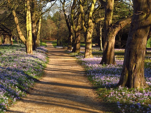 Crocuses in Cannizaro Park