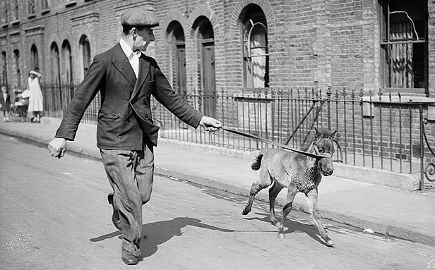 My Pet Foal: 21 May 1936: Mr Ogles of Poplar, east London, exercising his 9 week old pet foal called Ogles (Photo by William Vanderson/Fox Photos/Getty Images) 