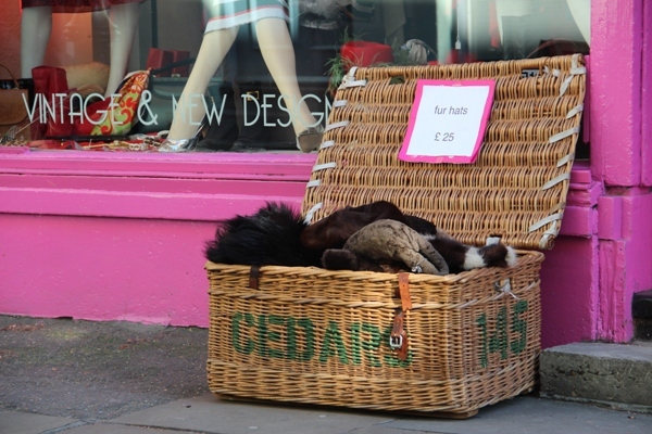 More hats for sale at Camden Passage boutique by Tim Woodall