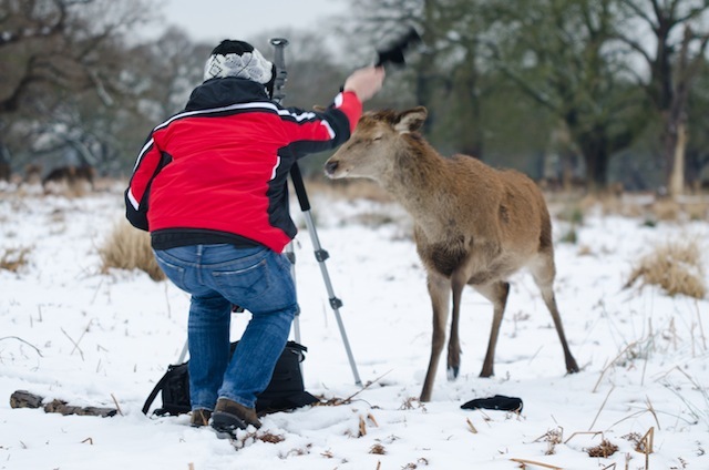 A photographer is forced to shoo away a Deer that has gotten too close for comfort at Richmond Park, London. Kris Wood. 05/02/2012