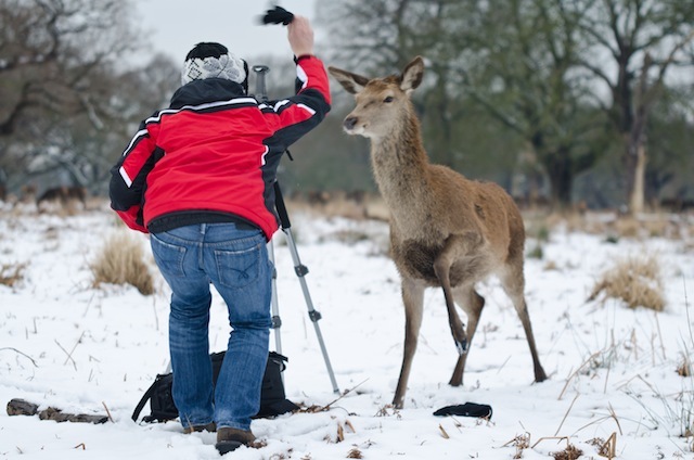 A photographer is forced to shoo away a Deer that has gotten too close for comfort at Richmond Park, London. Kris Wood. 05/02/2012