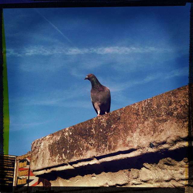 A veritable pigeon portrait, by Simon Crubellier