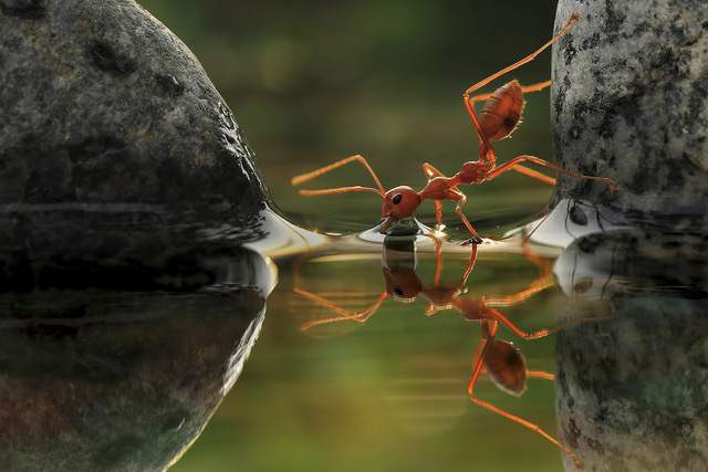 Entry in the fifth International Garden Photographer of the Year competiton 2011. May be reproduced only with the permission of the organisers - contact press@igpoty.com