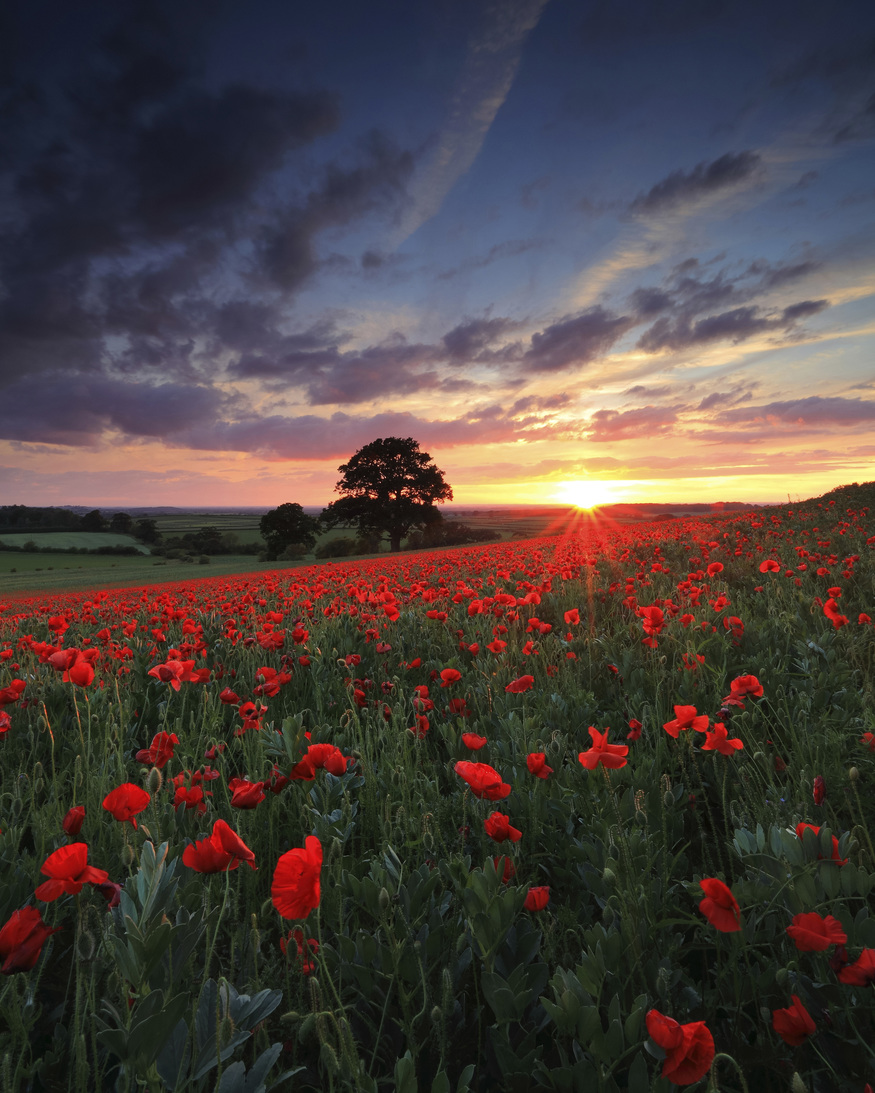Entry in the fifth International Garden Photographer of the Year competiton 2011. May be reproduced only with the permission of the organisers - contact press@igpoty.com