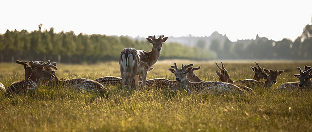 deerhamptoncourt_270512