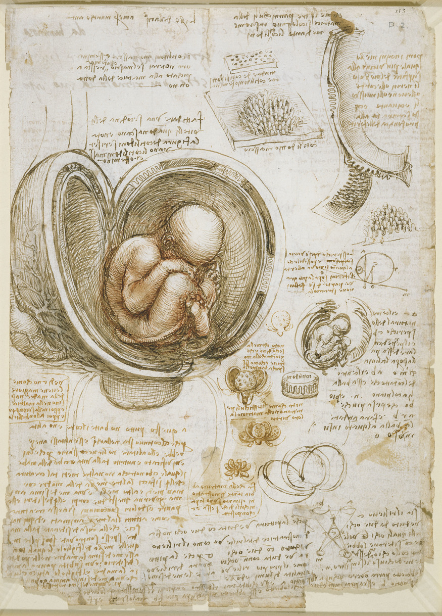 Studies of the foetus in the womb, The Royal Collection (c) 2011, Her Majesty Queen Elizabeth II