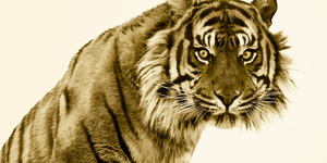 Art Review: Art in the Wild @ Oxo Gallery