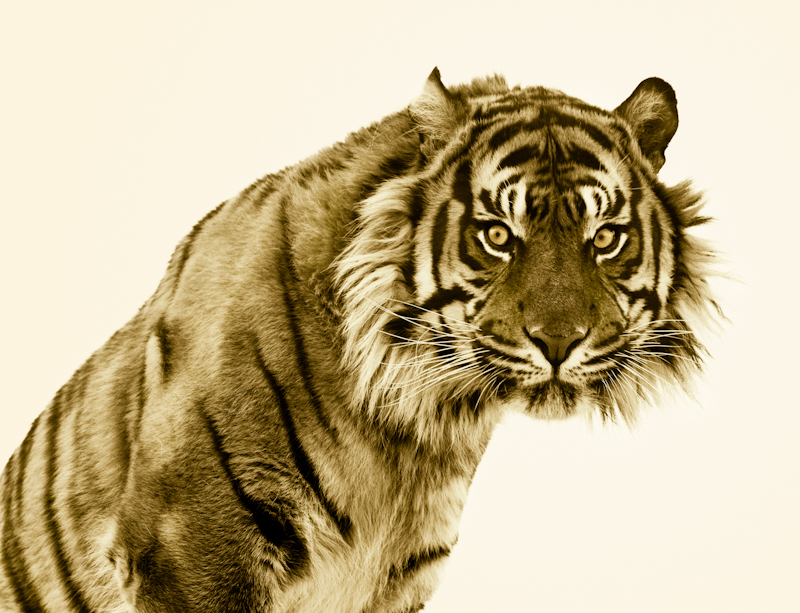 Tiger, Nature Reserve, UK © Roger Hooper