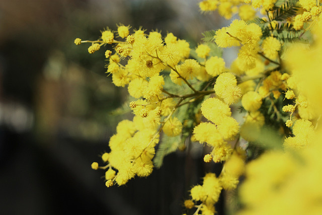 Yellow By Stephskimo